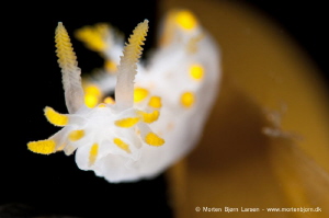 I waited until the nudi came to the edge of the leaf, so ... by Morten Bjorn Larsen 